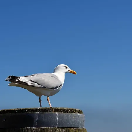 De Hasel Διαμέρισμα