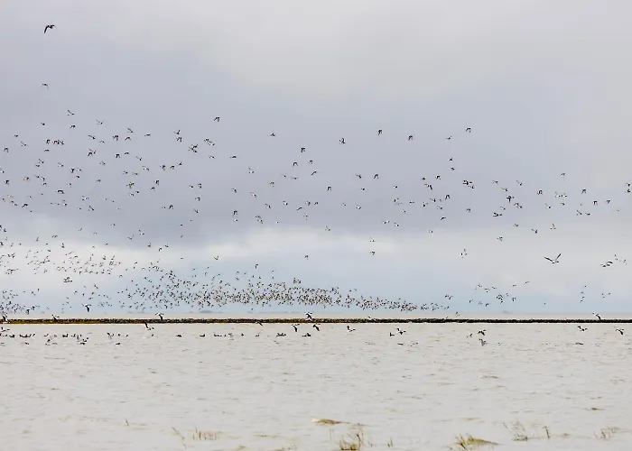 De Hasel شقة دورم نيوفيلد