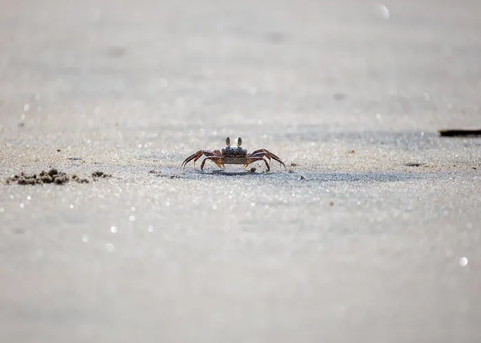 De Hasel * دورم نيوفيلد
